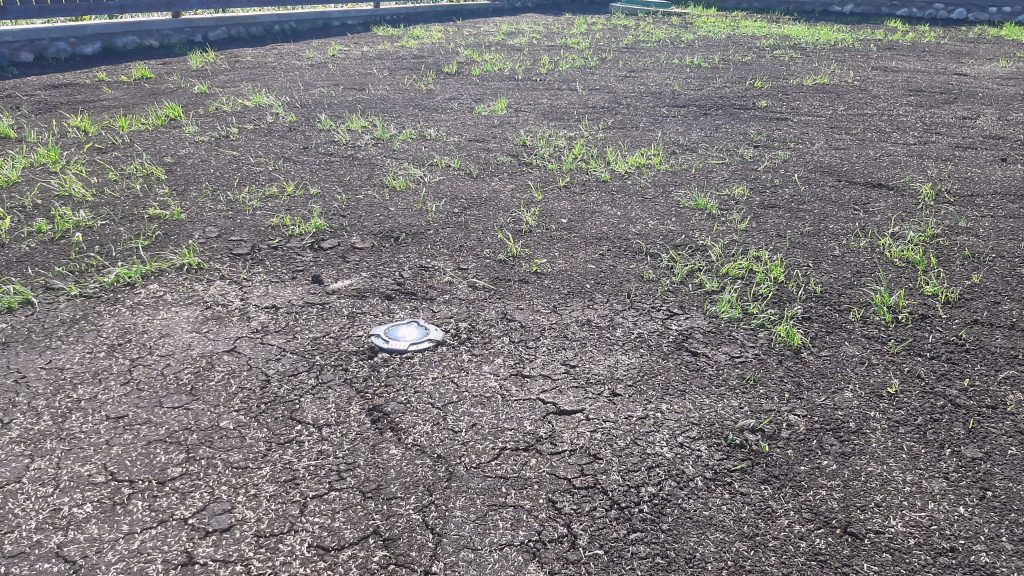 Посевной газон плохо растет Нарофоминский район
